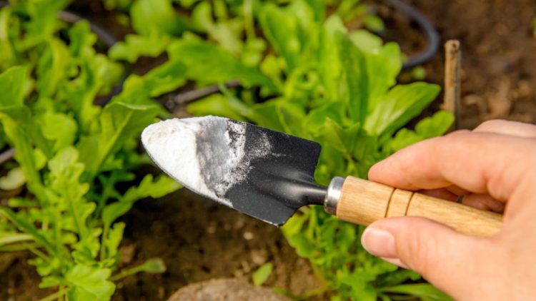 8 clevere Anwendungen für Backpulver im Garten ideen und tipps