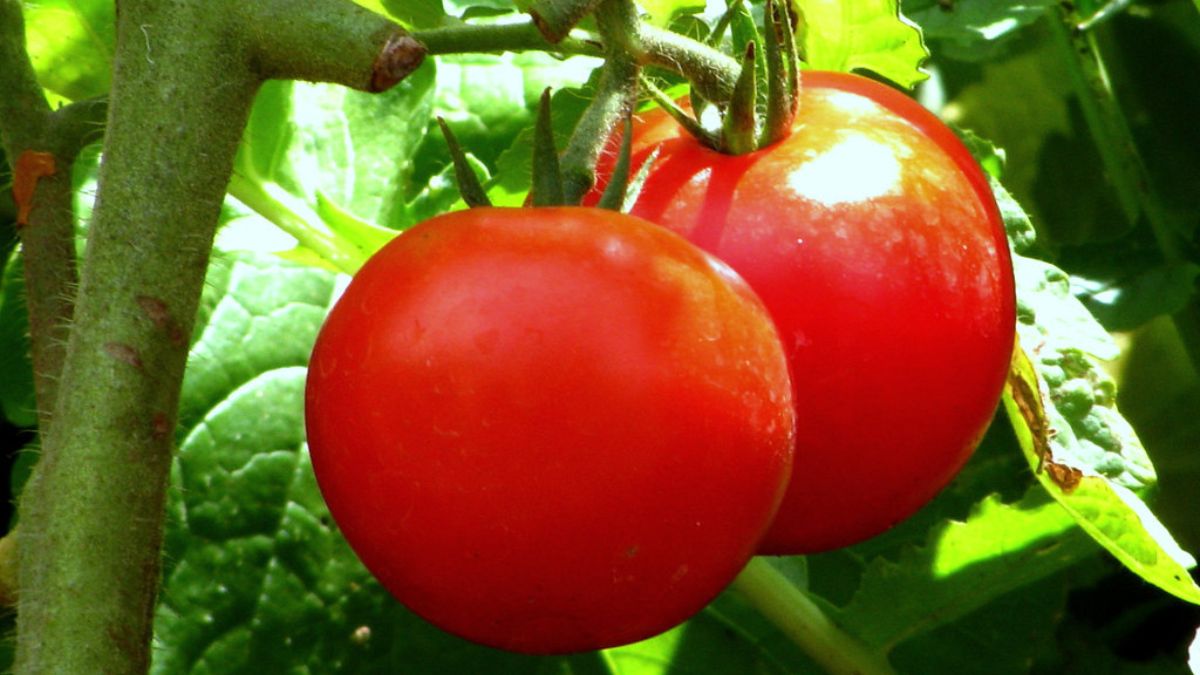 Peut-on utiliser les semences de tomates du supermarché