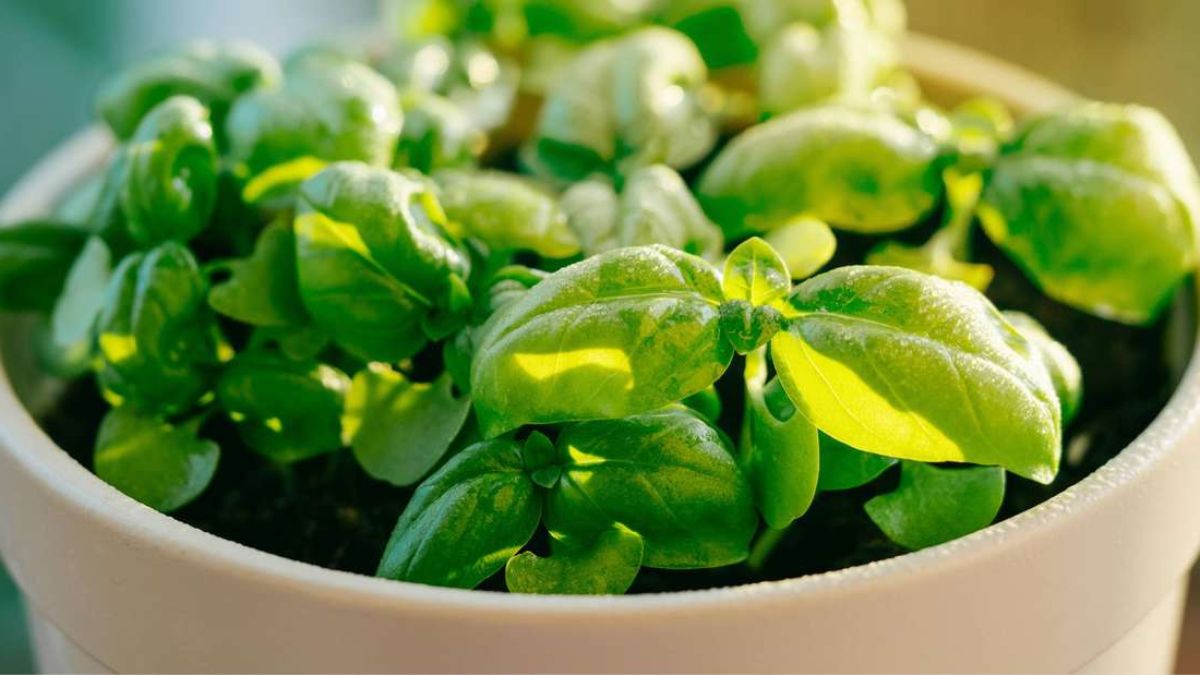 Comment faire sécher le basilic frais après la récolte ? Comment Conserver